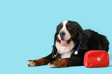 Cute Bernese mountain dog with first aid kit lying on blue background