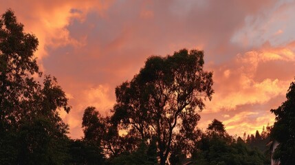 Dramatic Sunset Sky with Silhouette Trees, Nature Scenery, Golden Hour