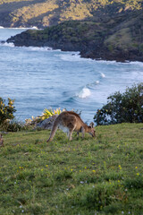 A kangaroo by the ocean side.