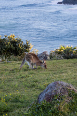 A kangaroo by the ocean side.