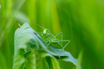 grasshopper on the grass