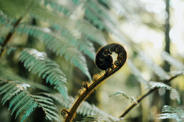 New Zealand Silver Fern 