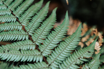 Silver Fern on Heaphy Track, Kahurangi National Park, West Coast, New Zealand	