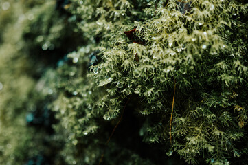Moss on Heaphy Track, Kahurangi National Park, New Zealand	
