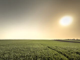 Expansive green field in Vojvodina Serbia stretches to the horizon under a glowing dusk sky, tractor wheel tracks leading toward a hazy sunset as warm light bathes the young crops across flat arable l