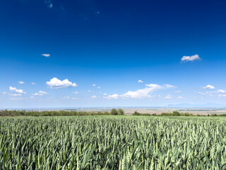 Expansive green wheat heads fill the foreground of Vojvodina, Serbia, while distant turbines and scattered clouds sit below an intense blue sky, portraying springtime cereal growth by arable plains.