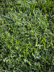 Detailed close-up of freshly mown lawn shows vibrant green grass blades and interspersed clover leaves in strong spring light, highlighting natural texture and healthy growth for gardening themes.