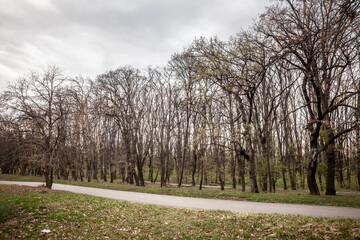Late winter view of Kosutnjak Forest in Belgrade, Serbia, with bare deciduous trees forming a dense backdrop, early green grass on the ground, a narrow asphalt road curving through the park landscape.