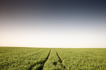 Panoramic view of endless green wheat shoots on the Vojvodina plain in Serbia, parallel tracks converging at the horizon under a high gradient sky at dawn, illustrating extensive arable farming.