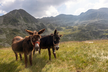 Two donkeys with halters standing together in mountain meadow