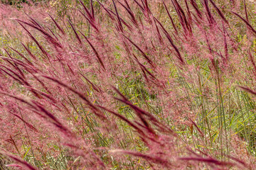 vegetação na cidade de Teresina de Goiás, Estado de Goiás, região da Chapada dos Veadeiros, Brasil