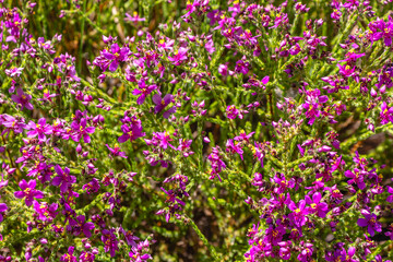 vegetação na cidade de Teresina de Goiás, Estado de Goiás, região da Chapada dos Veadeiros, Brasil