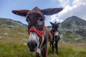 Mountain donkeys with rope halters in grassy field