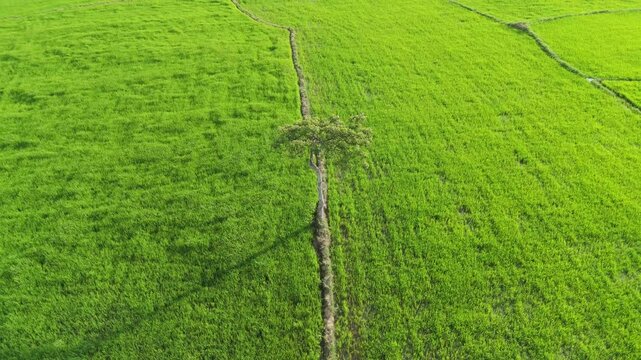 Drone view of unfilled rice paddies in An Giang, Vietnam, revealing neatly divided plots