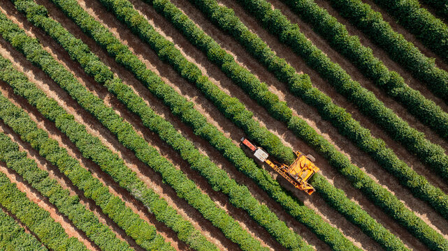 Tractor and harvester in coffee plantation