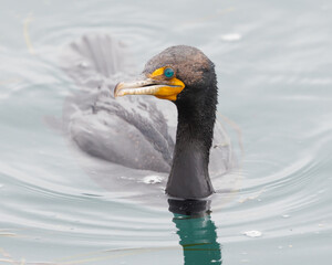 Double-crested cormorant swimming in Morro Bay, California.