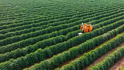 Tractor and harvester in coffee plantation