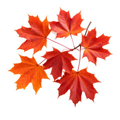 Vibrant Red And Orange Maple Leaves Displayed On Stem Against Transparent Background