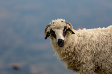Woolly sheep with ear tag standing by mountain lake with rocky shoreline
