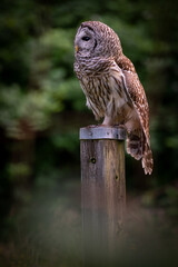 Barred Owl perched on a post in an agricultural field on watch for rodents. The Owl’s hooting call, “Who cooks for you? Who cooks for you-all?” is a classic sound of old forests and treed swamps.