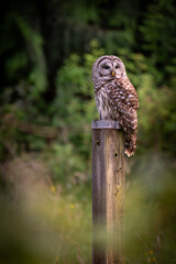 Fototapeta premium Barred Owl perched on a post in an agricultural field on watch for rodents. The Owl’s hooting call, “Who cooks for you? Who cooks for you-all?” is a classic sound of old forests and treed swamps.