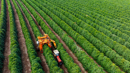 Tractor and harvester in coffee plantation