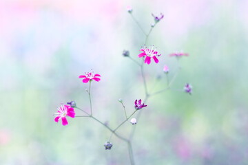 パステル調の淡い色彩の花の風景