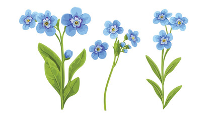 Vibrant Realistic Forget-Me-Not Flower Vector Illustration