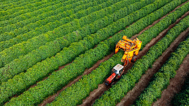 Tractor and harvester in coffee plantation - Powered by Adobe