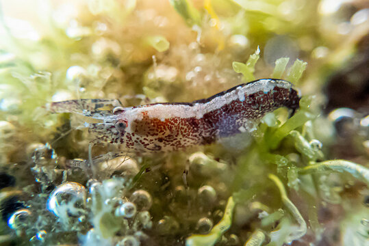 Hooded shrimp - (Athanas nitescens), underwater macro photography 