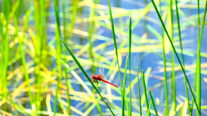 ショウジョウトンボ © S造園