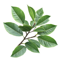 Fototapeta premium PNG Plant leaf tree white background. AI generated Image by rawpixel.