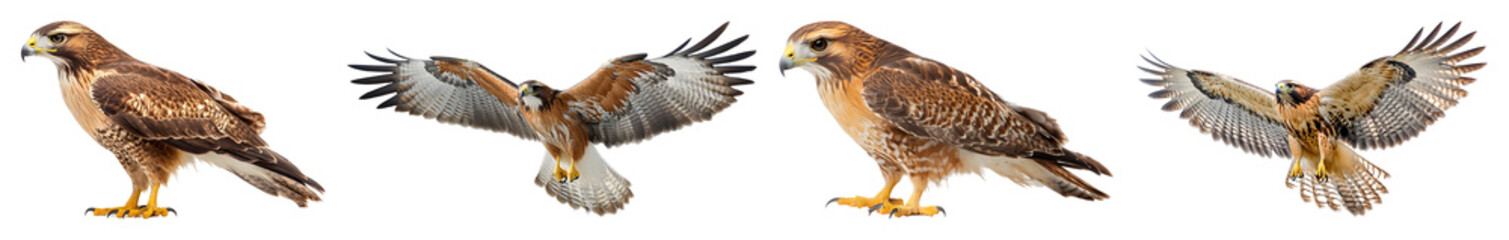 Four hawks displayed against a transparent background