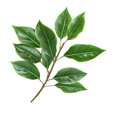 Obraz premium PNG Plant leaf tree white background. AI generated Image by rawpixel.