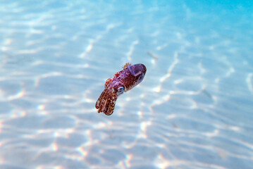 Underwater photography of common cuttlefish - (Sepia officinalis)
