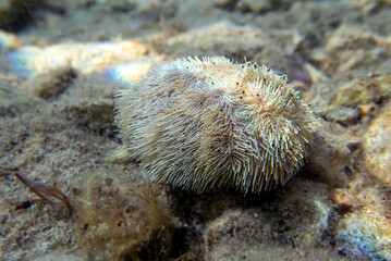 Sand sea urchin - Echinocardium mediterraneum
