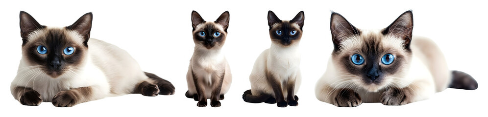 Four Siamese cats with blue eyes on transparent background