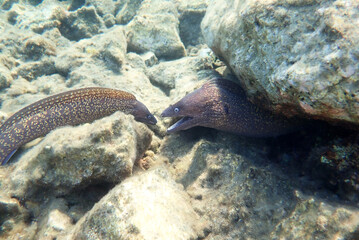 The Mediterranean moray (Muraena helena), rare scene of underwater domination 