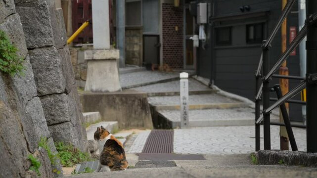 坂の町の地域猫 （広島県尾道市, 2025年4月）