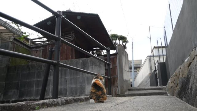 坂の町の地域猫 （広島県尾道市, 2025年4月）