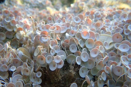 Acetabularia mediterranea - The Mediterranean sea algae
