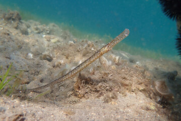 Underwater view of a pipefish on the seabed, Aegean Sea, Greece