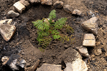 Greening of plants in the mountains of Waraira Repano National Park in Venezuela after a season of fires