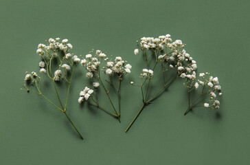 Beautiful gypsophila flowers on green background