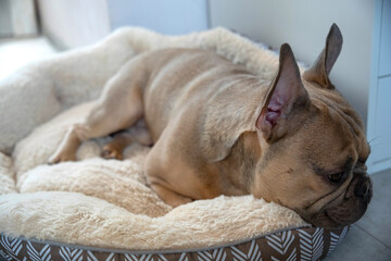 Cute fawn French Bulldog puppy resting comfortably in a soft, plush dog bed, looking relaxed and...
