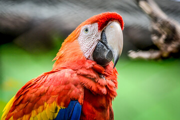 scarlet macaw parrot © Juan C Pérez