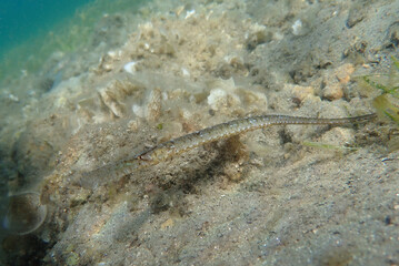 Underwater view of a pipefish on the seabed, Aegean Sea, Greece