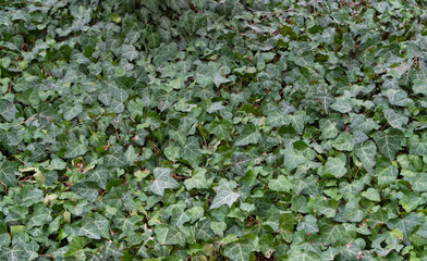 Dense verdant carpet of common ivy (Hedera Helix) leaves covering the ground, creating a natural...