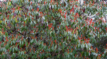 Vibrant close-up of a Photinia tree, featuring glossy green leaves interspersed with numerous bright red berries and blossoms