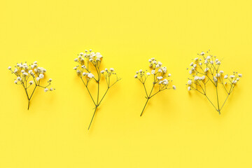 Composition with beautiful gypsophila flowers on yellow background
